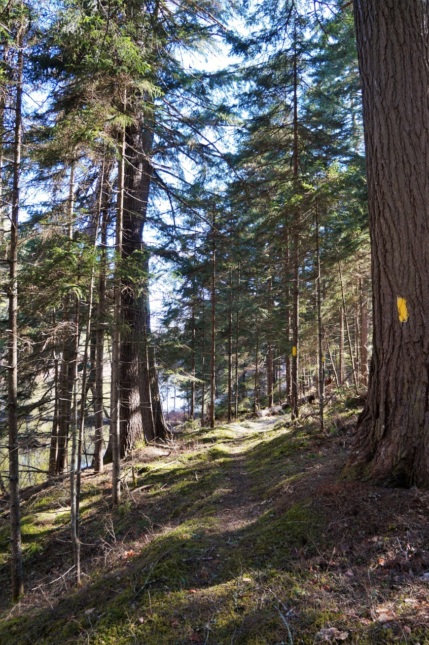 Horseshoe Pond in Gale (Piercefield) NY. Nature Up North